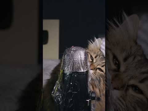 CAT ASMR!! para DORMIR RONRONEANDO #short #shorts #asmr