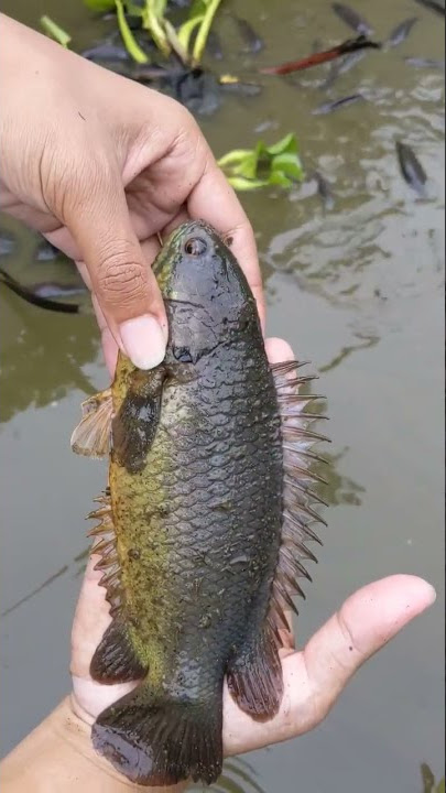 Climbing Perch fish (female)