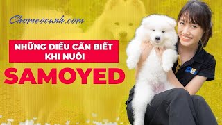 Hướng dẫn Cách Nuôi & Chăm Sóc Chó Samoyed? Chó Samoyed ăn gì để mập, lông đẹp? Chomeocanh.com