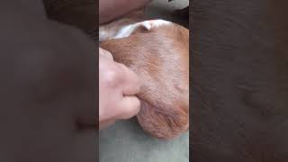 goats castration method. |short video |goats castration |.