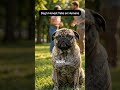 If Dogs Spoke… They’d Say This #dogpov #doglove #funnydog #doghumor #relatable #shorts #fyp