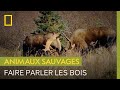 Duel entre deux lans lors de la saison des amours