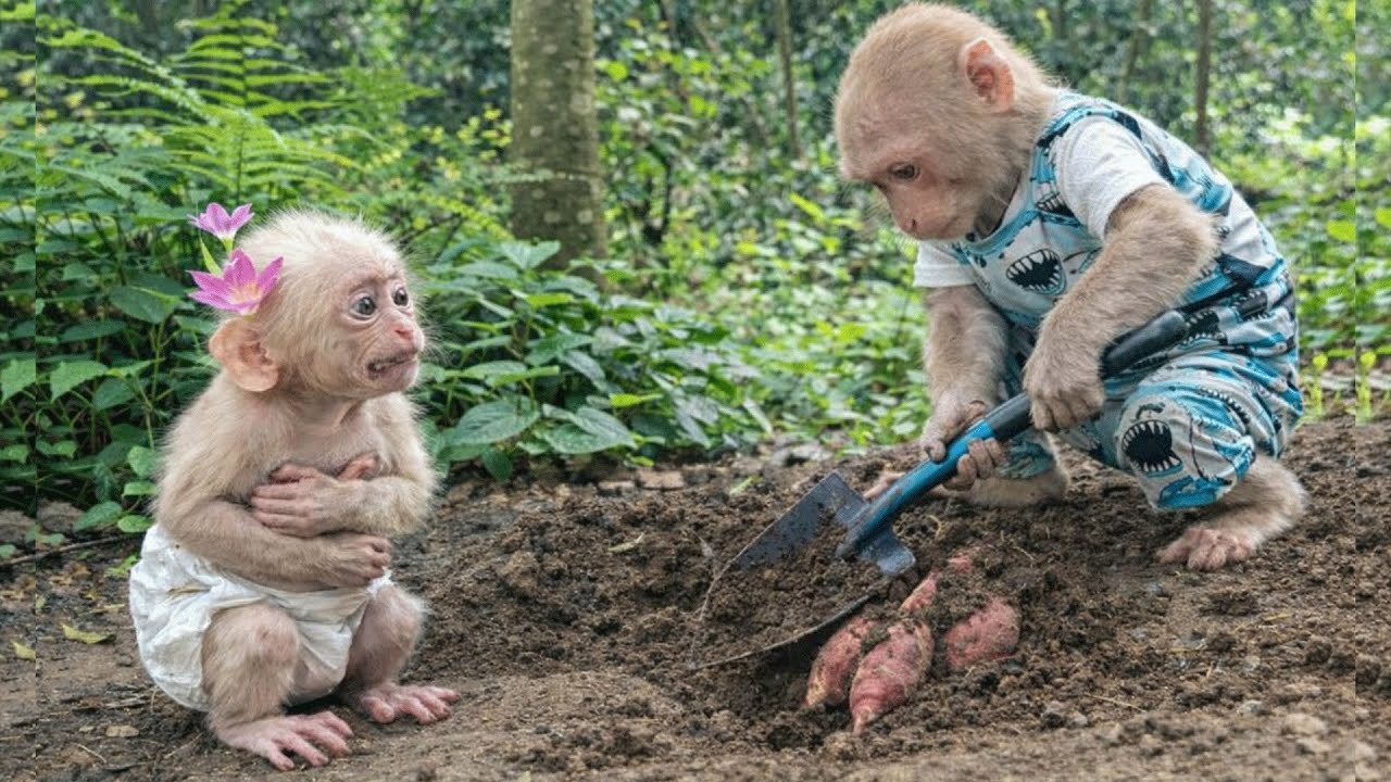 Monkey Bibi Finds Giant Sweet Potatoes For Hungry Baby Lala