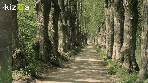 Kizoa Movie - Video - Slideshow Maker: d video