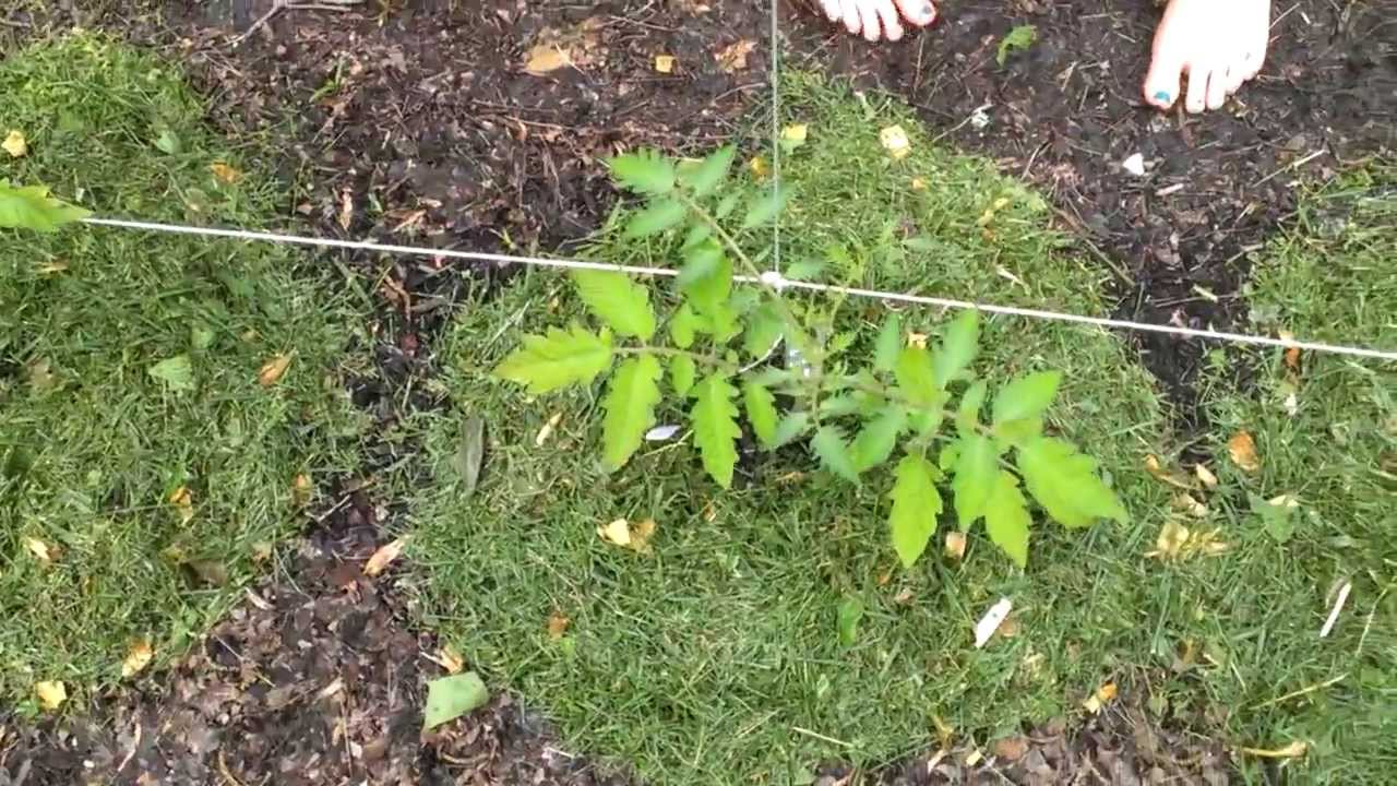 The Benefits of Mulching Your Plants YouTube