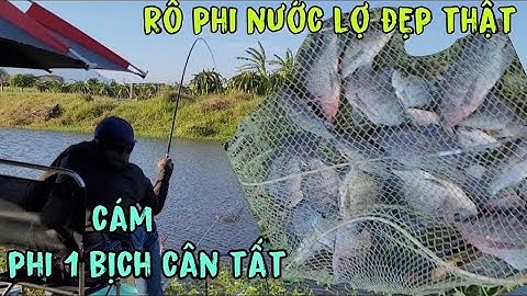 câu cá rô phi nước lợ / cám rô phi 1 bịch tổng hợp cân tất || sythoaimai đi câu BỊ NGHI LÀ ĂN TRỘM