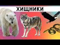 ЖИВОТНЫЕ ДЛЯ ДЕТЕЙ - Хищники / Развивающие мультики / Учим названия, звуки и голоса.