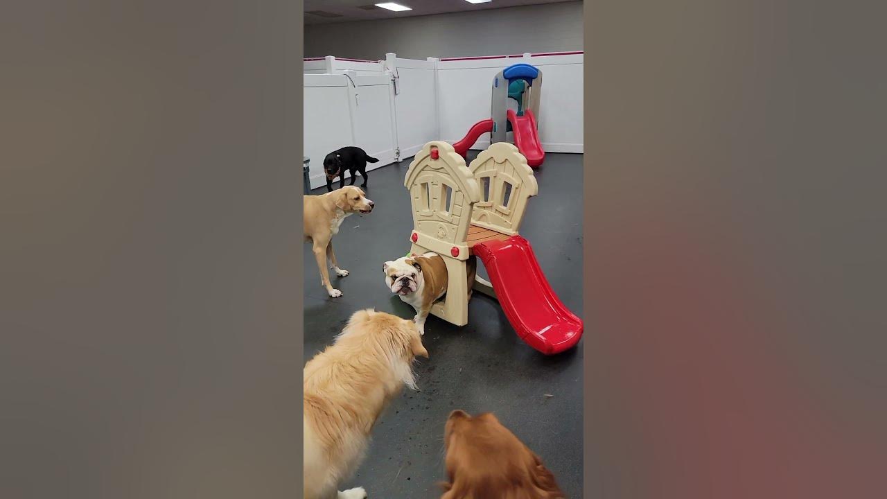 Unreal Doggy Daycare Slide!!!, Doggie Daycare