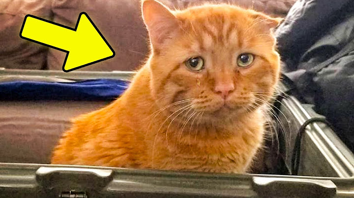 Essa é a História do Gato Mais Triste do Mundo