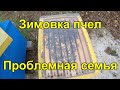 Зимовка пчел и проблемная семья