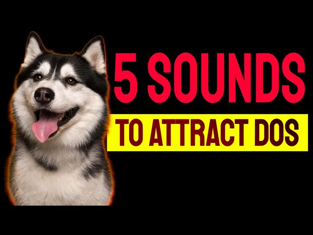 5 Sounds to ATTRACT DOGS Attention (Make Dogs Go Crazy) class=