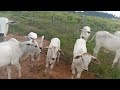 Vacas parida