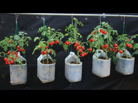 [ No garden ] Soil recipe for Growing cherry tomatoes hanging from seeds on the