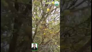 ‏للتعرف على شجرة الأكاسيا الشوكية وكافة فوائدها … شاهد الفيديو محمد عبدالظاهر