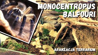MONOCENTROPUS BALFOURI  Aranżacja terrarium dla endemitu z Sokotry