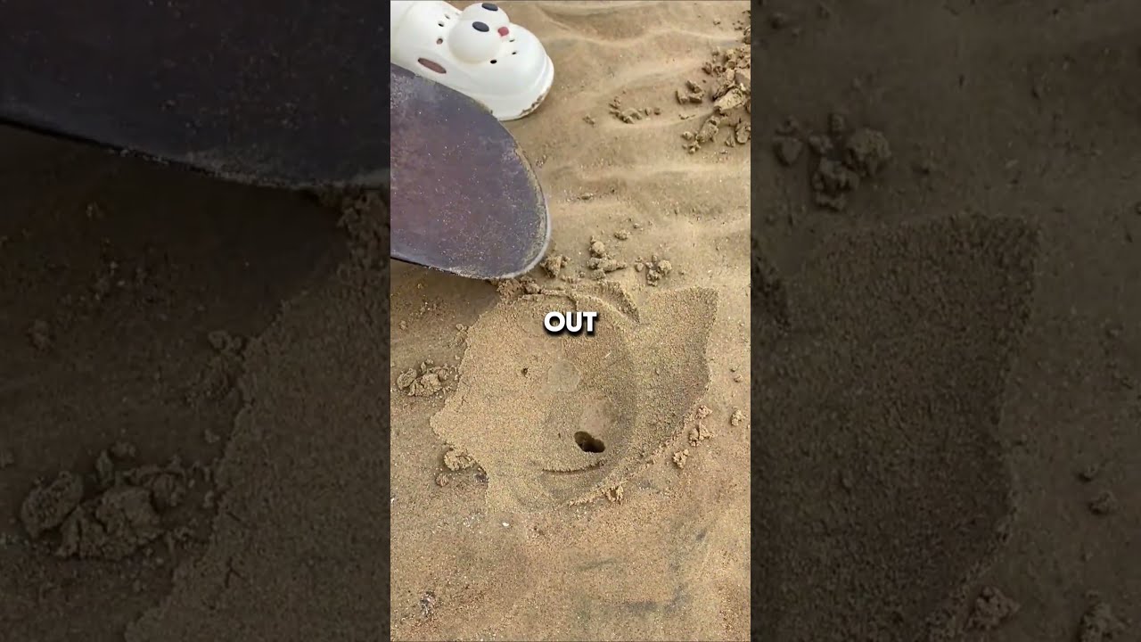 How To Find And Catch Sea Slugs