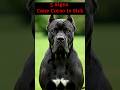 5 Signs Your Cane Corso Is Sick
