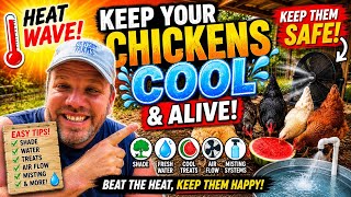 How to Keep Chickens Cool During a Heat Wave | Backyard Chicken Summer Care Tips