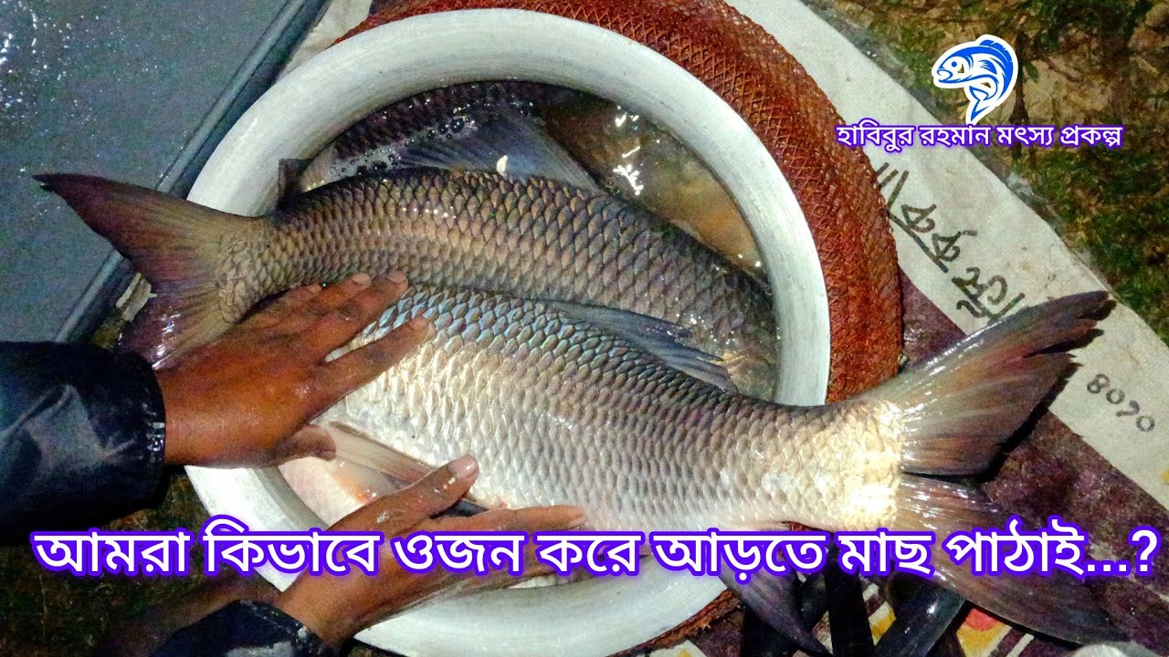 ৩৮৫.. কিভাবে ওজন করে আমারা আড়তে মাছ পাঠাই..?  (হারভেষ্ট আপডেট)। 