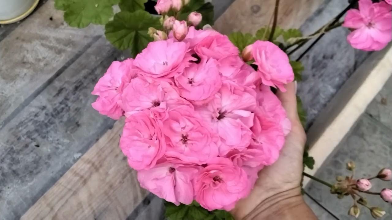 #241.Всё внимание красным пеларгониям! Обзор сортов. - YouTube