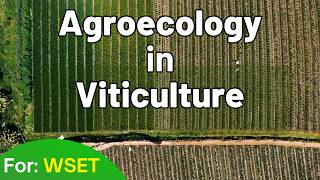 Thumbnail for 🌱 Agroecology & Regenerative Viticulture: The Future of Sustainable Wine? 🍷 For WSET