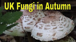 UK Fungi in Autumn