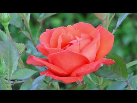 Vídeo: Fatskhedera (32 Fotos): Cuidar Una Flor A Casa. Per Què La Planta Deixa Les Fulles A L’hivern? Espècies Fatskheder Lise I 