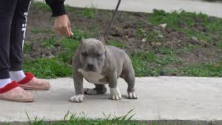 MR.CUB AND NASA MALE 4 MONTHS OLD FOR SALE.THIS BOY IS AMAIZING VERY STRONG AND FULL OF MUSCLE