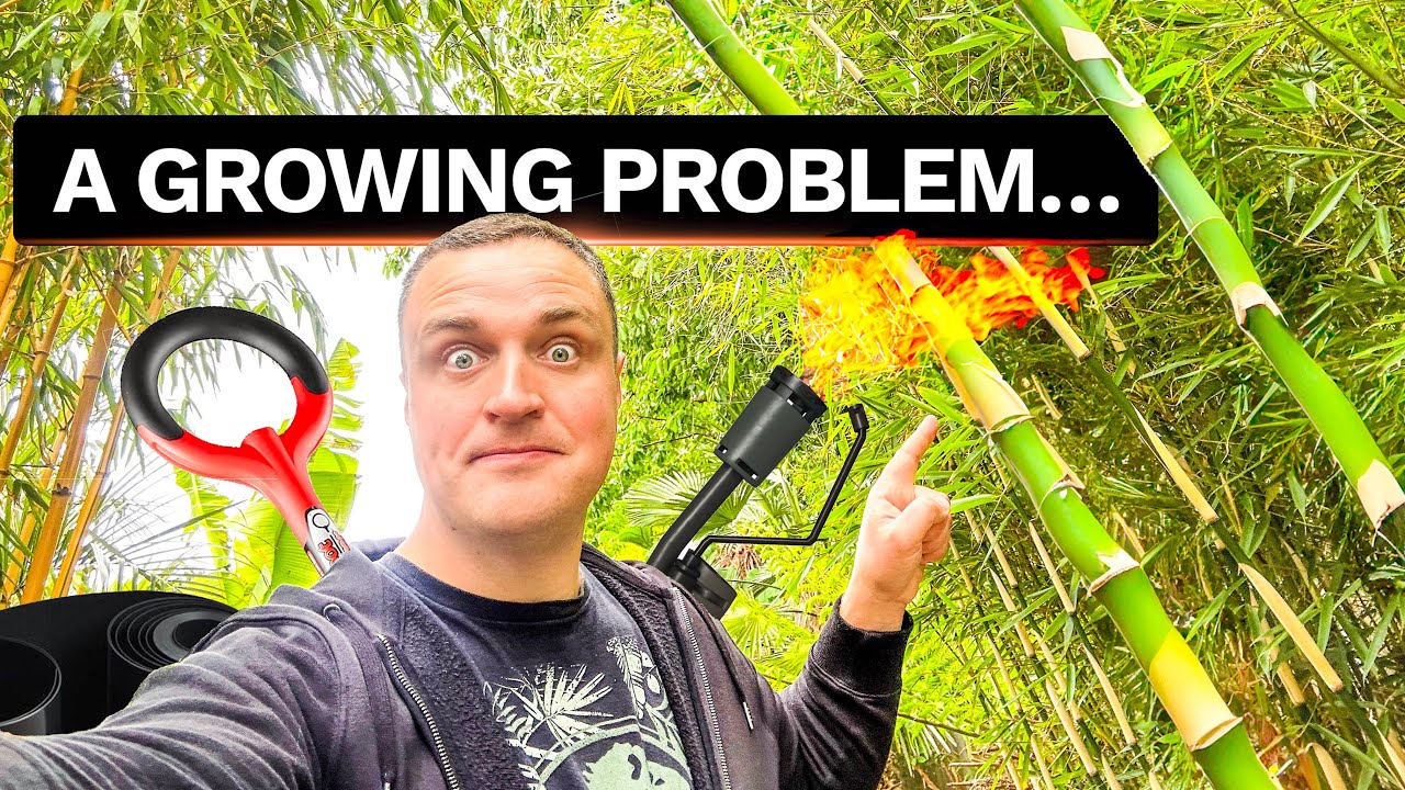 3 Tips to Avoid Invasive Bamboo - YouTube