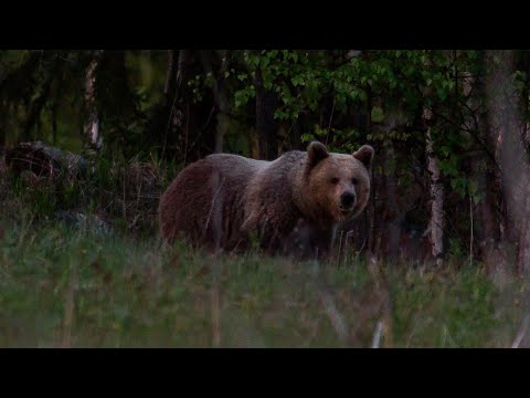 Video: Mitä metsästäjät kohtaavat huonosti?