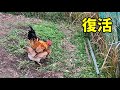 【過激】うちのオス鶏がいろいろな意味で復活しました…【ニワトリ飼育】 165話目
