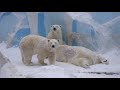 zoo nsk Мама Герда кормит детей  14 01 2021