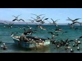 Rcpm leaky little boat puerto lobos mexico beach sea sun