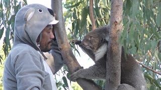 天王寺動物園のコアラ「アーク」最終日　最後の「アーク父ちゃんお迎えタイム」