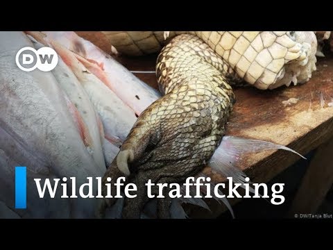 Wildlife trafficking in Peru | Global Ideas