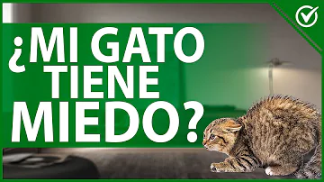 ¿Cómo saber si un gato te tiene miedo?