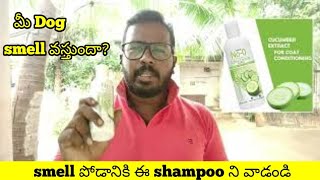 Dog's దగ్గర bad smell వస్తుందా?? | Getting a bad smell from dogs?? by Pet's TV Telugu 1,618 views 1 year ago 3 minutes, 25 seconds