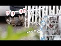 The kittens' mewing attracted the stray cats! | DAY2