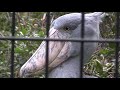 翔んだ!翔べるんだ!ハシビロコウ【千葉市動物公園】2019 Big Bill Stork Flying!(Tiba City Zoo)