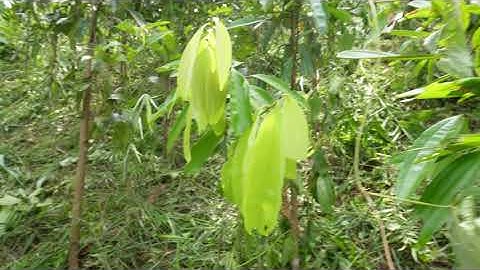 làm cỏ tháng 9 cho cây quế văn yên 3 năm tuổi