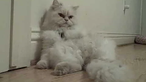 Watch the video about Burping Hiccup Fat Persian White Cat