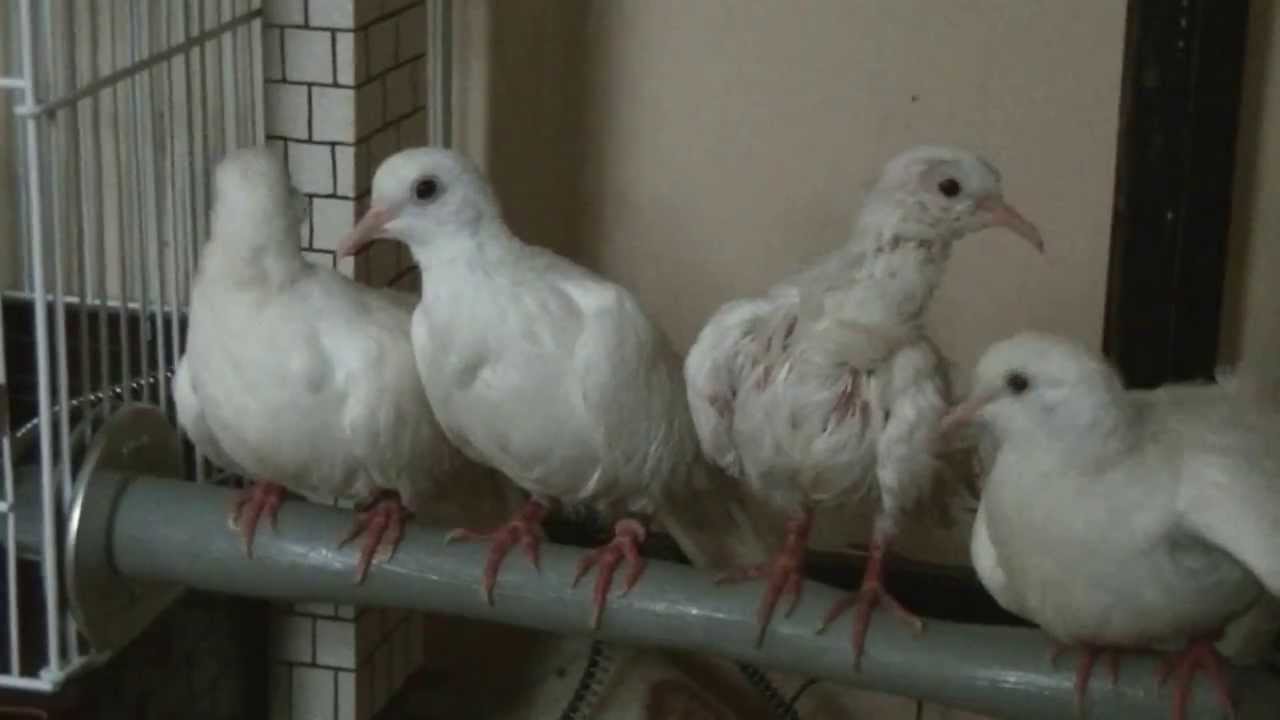 ThermoPerch & Silkie Doves YouTube