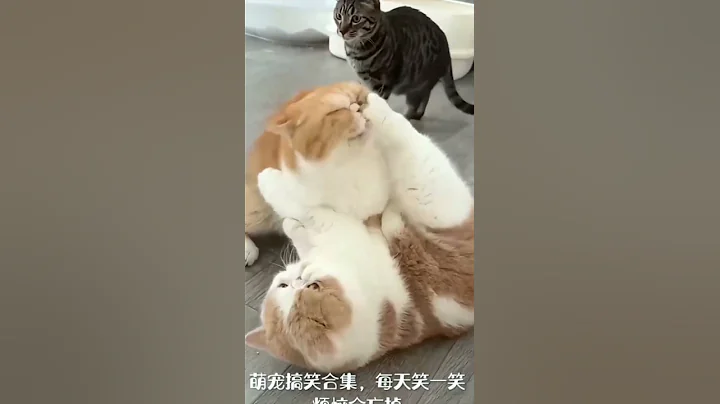 Watch the video about #cat #cats #catsofinstagram #of #catstagram #catlover #catlife #instagram #catlovers #kitten #instac