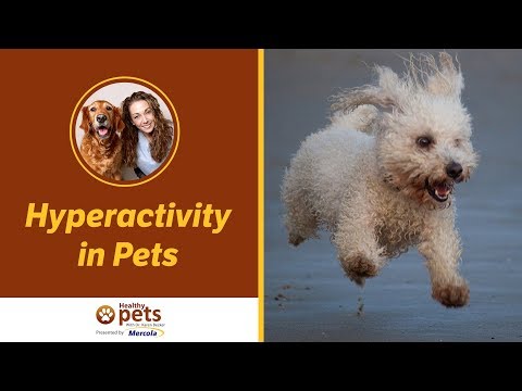 dr.-becker-discusses-hyperactivity-in-pets