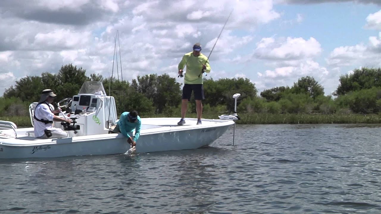 REEL ANIMALS FISHING • Black Drum (July / Withlacoochee River) YouTube