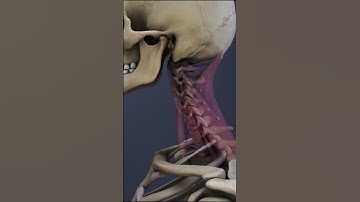 C2-C5 Spinal Motion Segment Anatomy