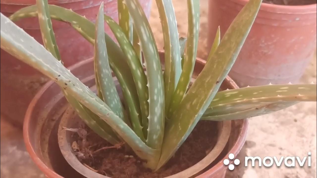 Meryem Uzerli porno yulduz. Oyoq orasini pantyhoseda yaqindan korish