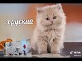 я русский мем кот котёно пьет и говорит что он русский к тикток 2020 прикол