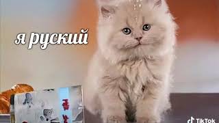я русский мем кот котёно пьет и говорит что он русский к тикток 2020 прикол