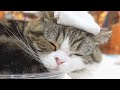 温泉気分なねこ。-Maru feels like he's in a hot spring.-